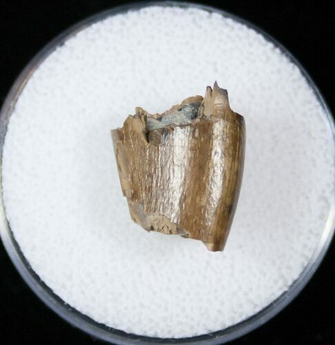 Tyrannosaurid Tooth Fragment - Montana #15210